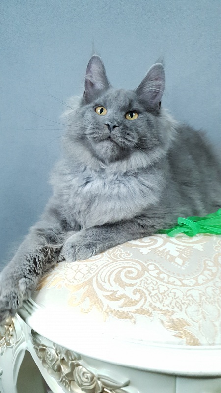 Cat Kendra  Akbars - Kitten maine-coon 4 months 2.5 weeks