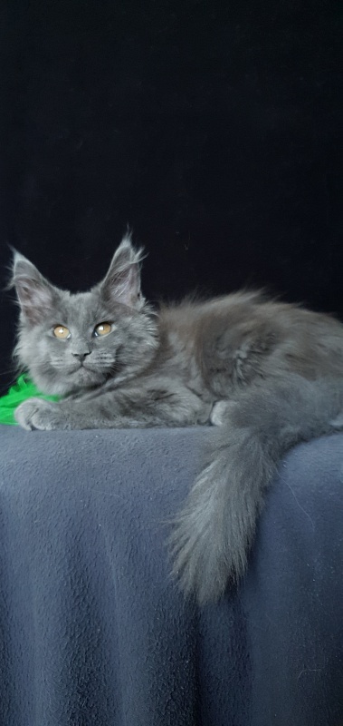 Cat Kendra  Akbars - Kitten maine-coon 2 months 1.5 week