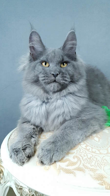 Cat Kendra  Akbars - Kitten maine-coon 4 months 2.5 weeks