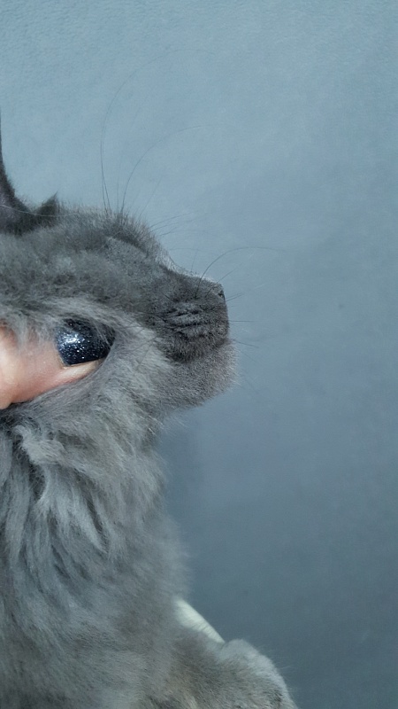 Cat Kendra  Akbars - Kitten maine-coon 4 months 2.5 weeks