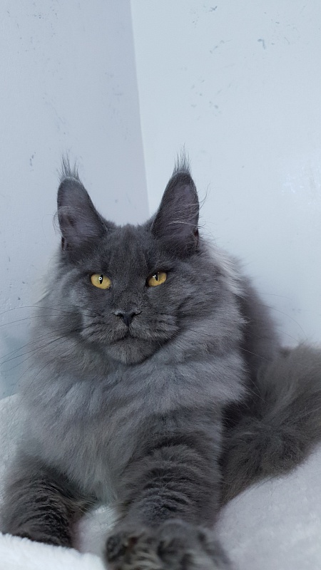 Cat Kendra  Akbars - Kitten maine-coon 5 months