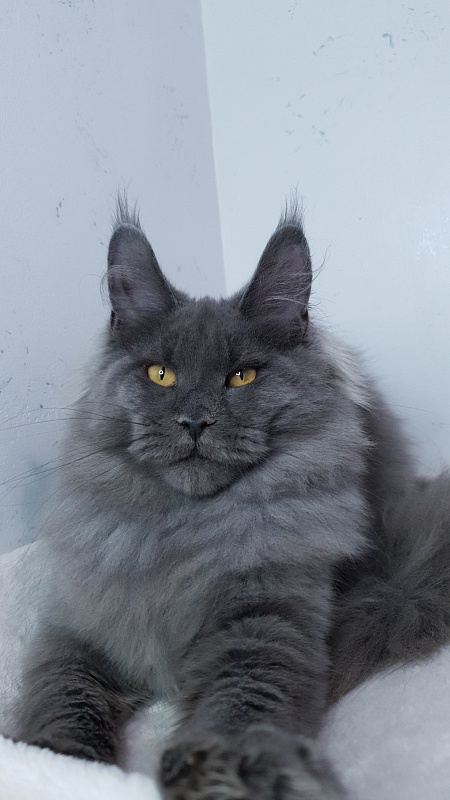 Cat Kendra  Akbars - Kitten maine-coon 5 months