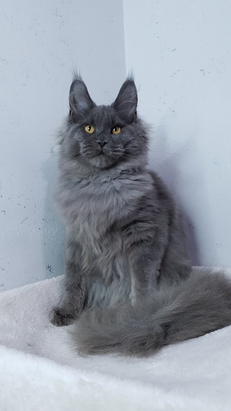 Cat Kendra  Akbars - Kitten maine-coon 5 months
