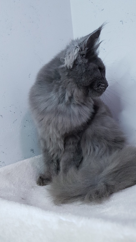 Cat Kendra  Akbars - Kitten maine-coon 5 months