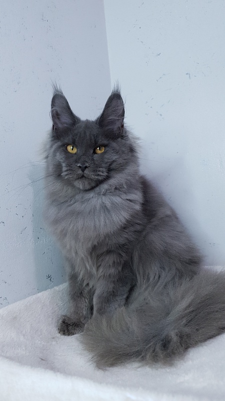 Cat Kendra  Akbars - Kitten maine-coon 5 months