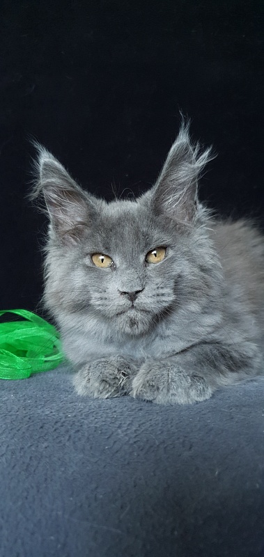 Cat Kendra  Akbars - Kitten maine-coon 2 months 1.5 week