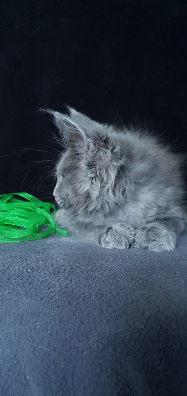 Cat Kendra  Akbars - Kitten maine-coon 2 months 1.5 week