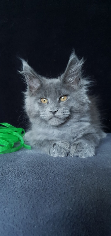Cat Kendra  Akbars - Kitten maine-coon 2 months 1.5 week