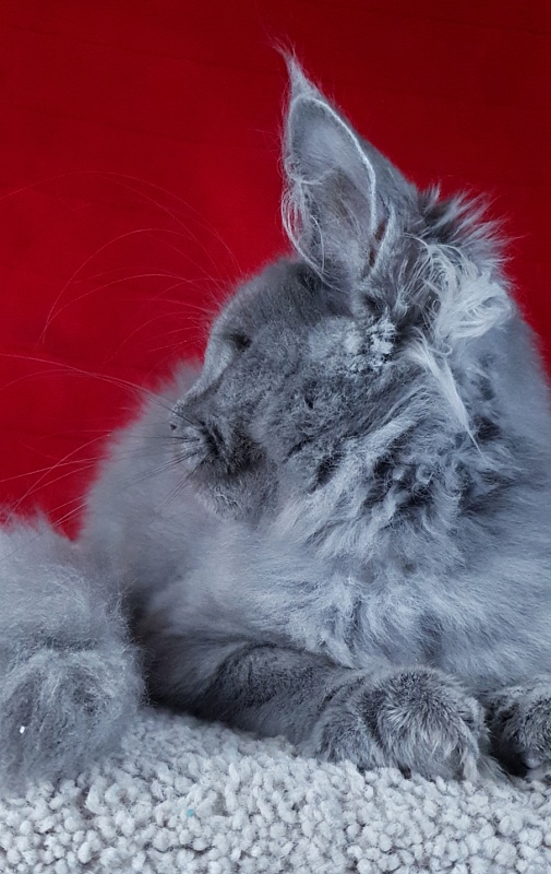 Cat Kendra  Akbars - Kitten maine-coon 3 months 2 weeks