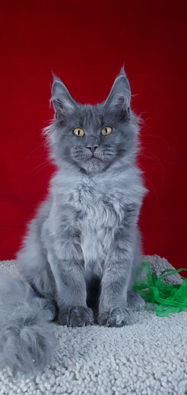 Cat Kendra  Akbars - Kitten maine-coon 3 months 2 weeks