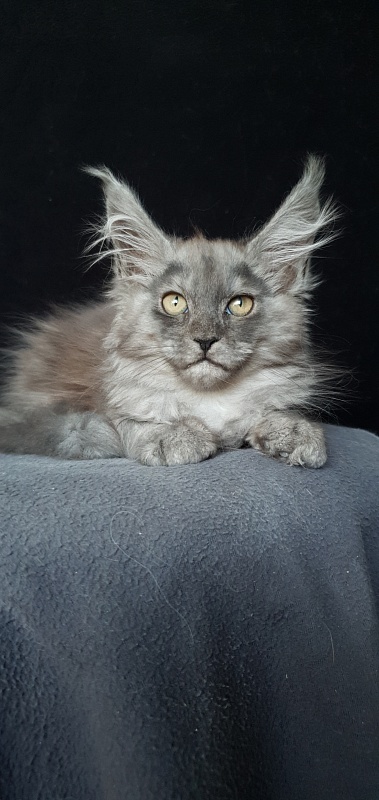 Cat Ketana Akbars - Kitten maine-coon 2 months 1 week