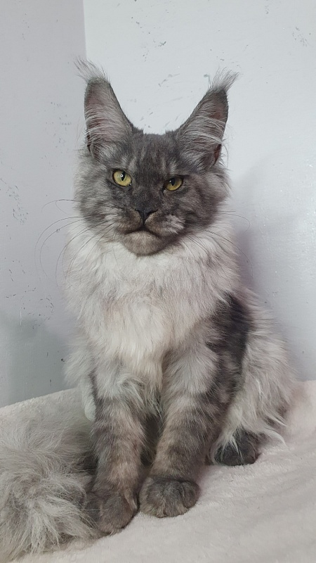 Cat Ketana Akbars - Kitten maine-coon 5 months