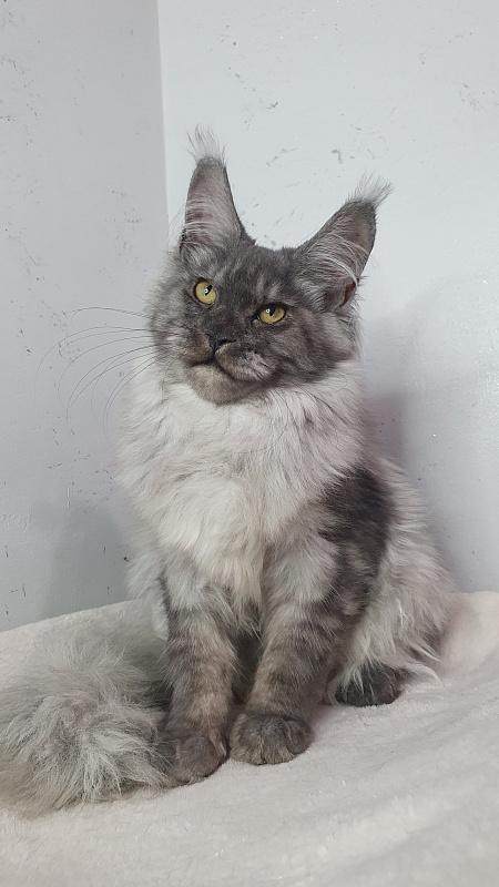 Cat Ketana Akbars - Kitten maine-coon 5 months