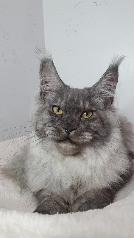 Cat Ketana Akbars - Kitten maine-coon 5 months