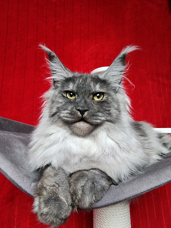 Cat Ketana Akbars - Kitten maine-coon 6 months 3.5 weeks