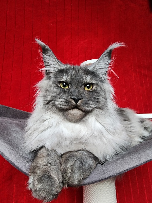 Cat Ketana Akbars - Kitten maine-coon 6 months 3.5 weeks