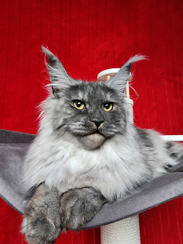 Cat Ketana Akbars - Kitten maine-coon 6 months 3.5 weeks