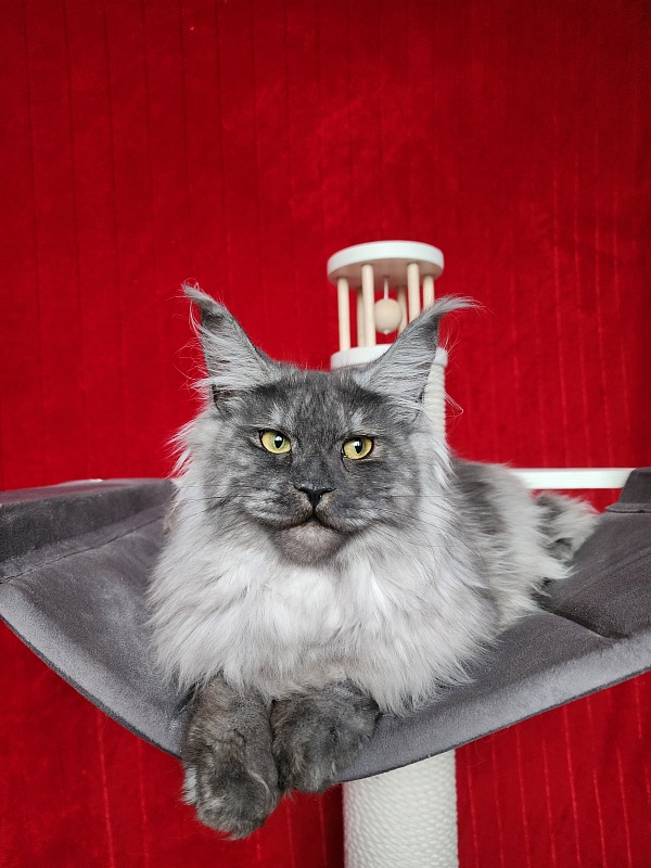 Cat Ketana Akbars - Kitten maine-coon 6 months 3.5 weeks