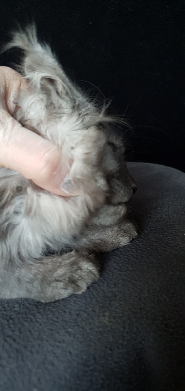 Cat Ketana Akbars - Kitten maine-coon 2 months 1 week