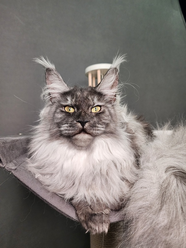 Cat Ketana Akbars - Junior maine-coon 8 months