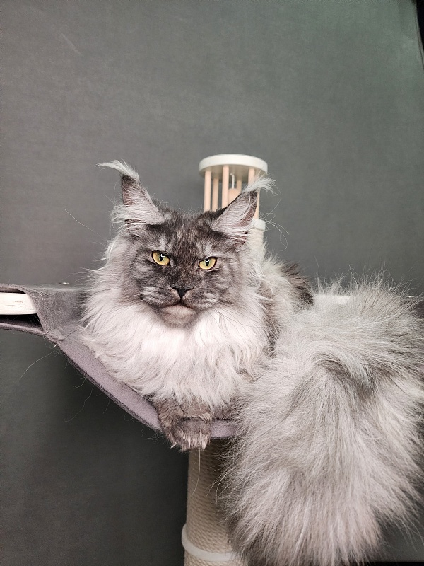 Cat Ketana Akbars - Junior maine-coon 8 months