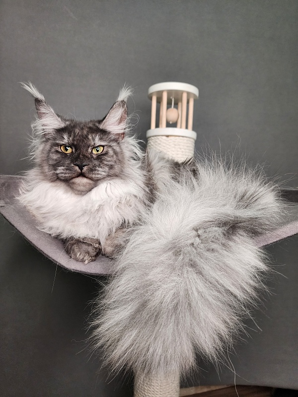 Cat Ketana Akbars - Junior maine-coon 8 months