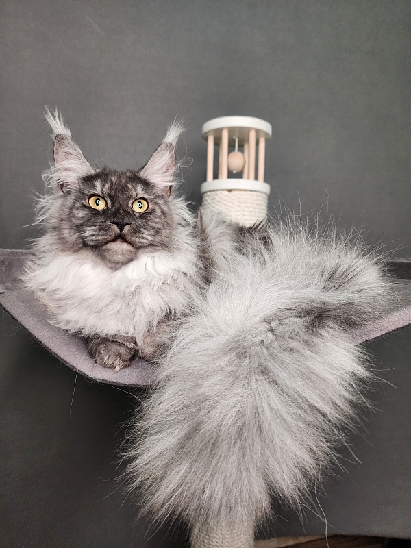 Cat Ketana Akbars - Junior maine-coon 8 months