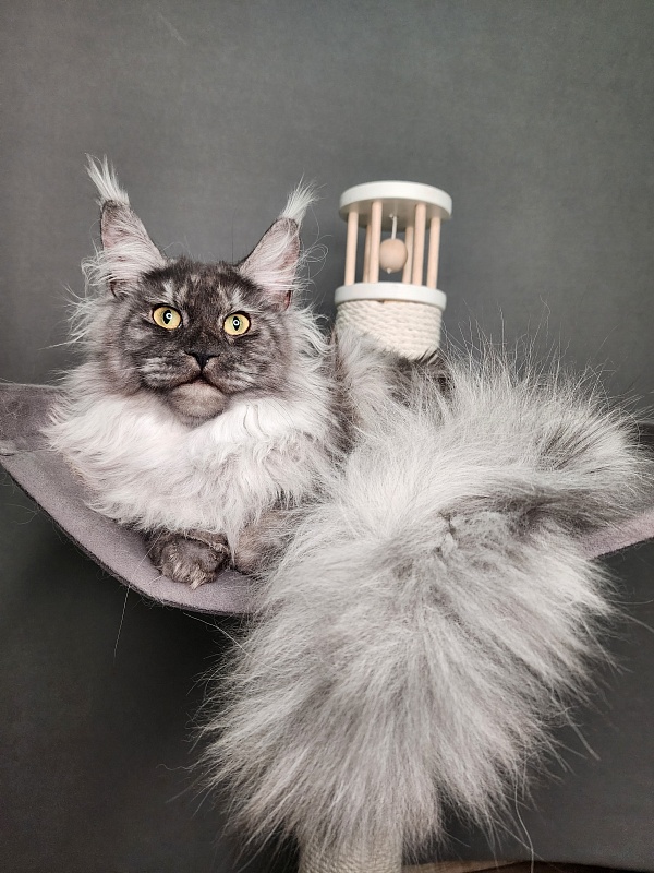 Cat Ketana Akbars - Junior maine-coon 8 months