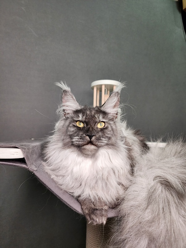 Cat Ketana Akbars - Junior maine-coon 8 months