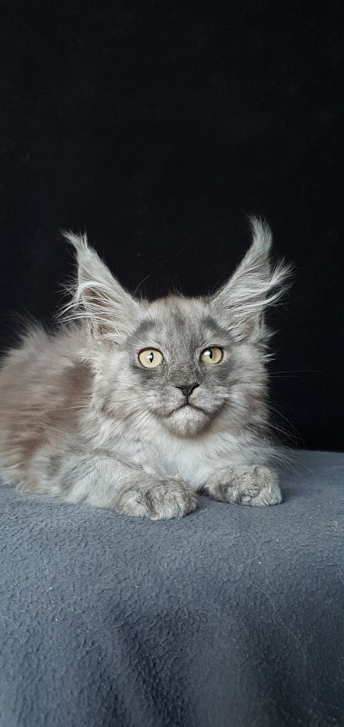 Cat Ketana Akbars - Kitten maine-coon 2 months 1 week