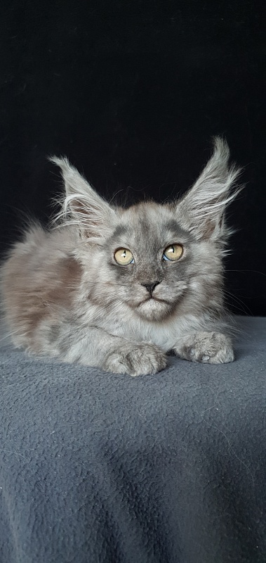 Cat Ketana Akbars - Kitten maine-coon 2 months 1 week