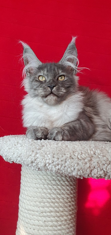 Cat Ketana Akbars - Kitten maine-coon 3 months 2 weeks