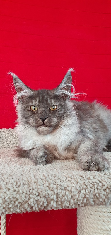 Cat Ketana Akbars - Kitten maine-coon 3 months 2 weeks