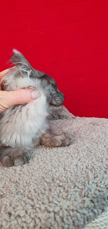 Cat Ketana Akbars - Kitten maine-coon 3 months 2 weeks