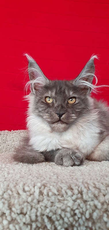 Cat Ketana Akbars - Kitten maine-coon 3 months 2 weeks
