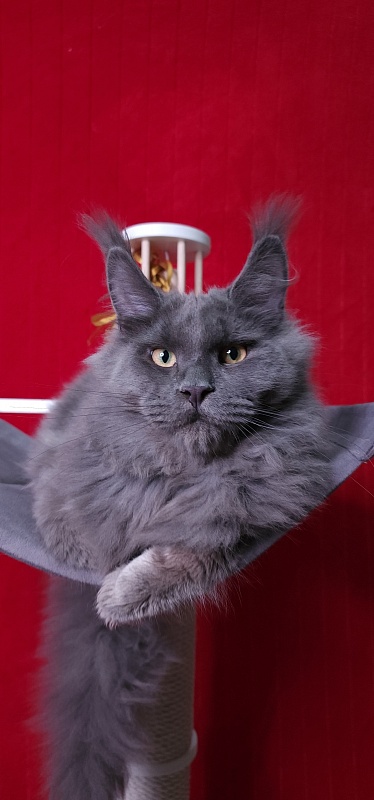 Diablo  Akbars - Kitten maine-coon 6 months