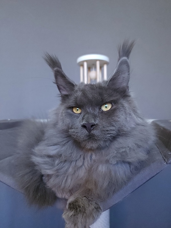 Diablo  Akbars - Kitten maine-coon 6.5 months