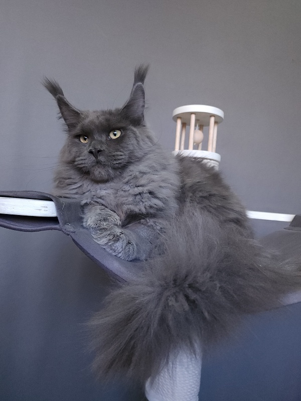 Diablo  Akbars - Kitten maine-coon 6.5 months
