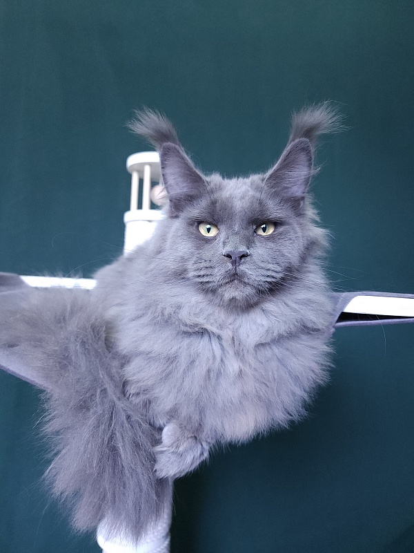 Diablo  Akbars - Kitten maine-coon 6 months 3 weeks