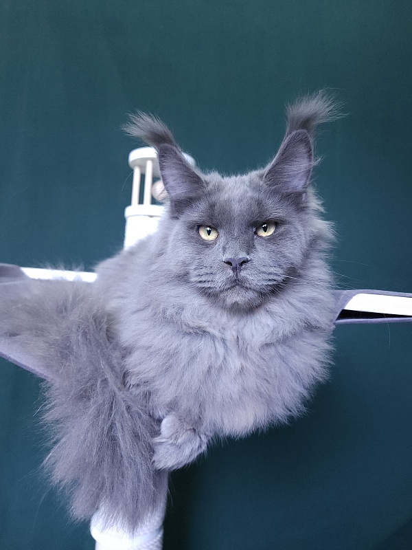 Diablo  Akbars - Kitten maine-coon 6 months 3 weeks