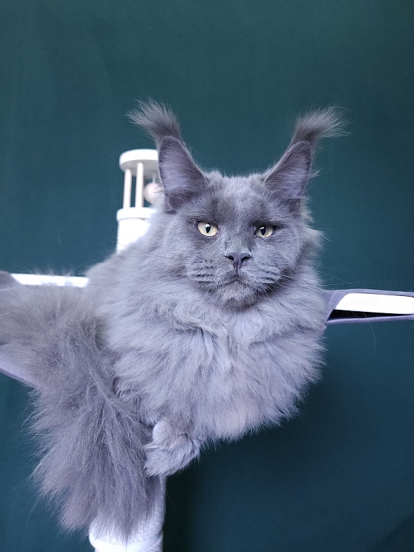 Diablo  Akbars - Kitten maine-coon 6 months 3 weeks