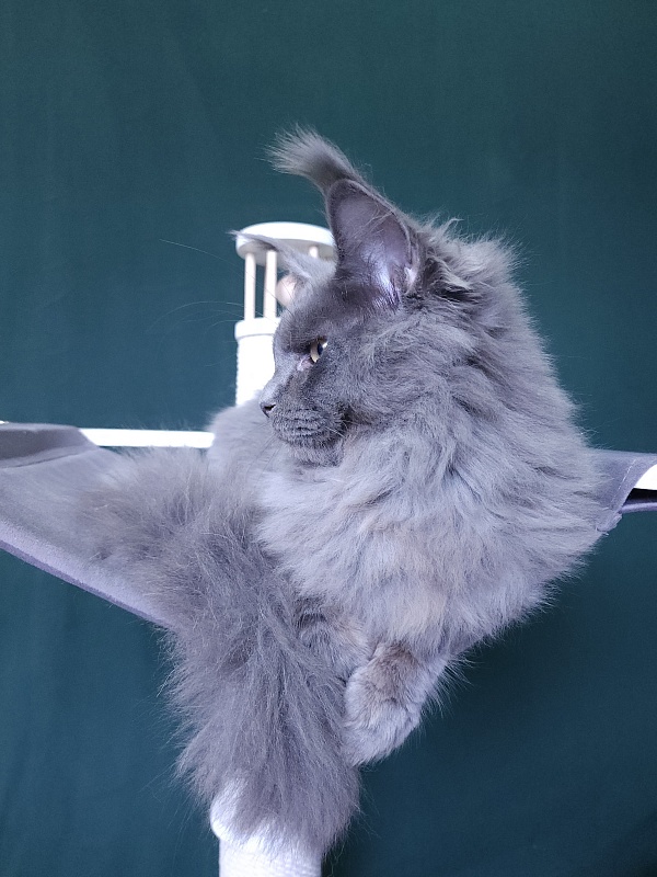 Diablo  Akbars - Kitten maine-coon 6 months 3 weeks