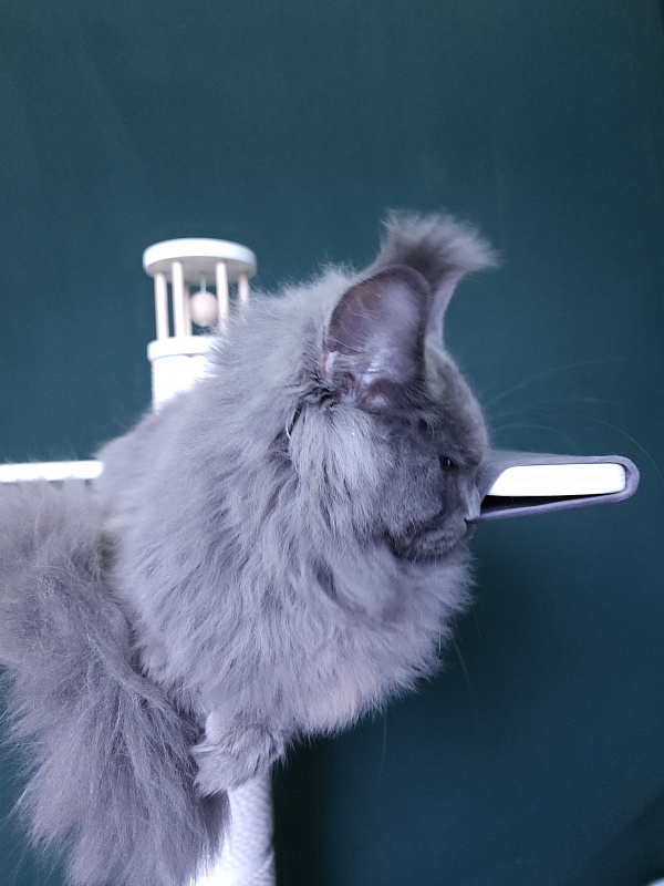 Diablo  Akbars - Kitten maine-coon 6 months 3 weeks