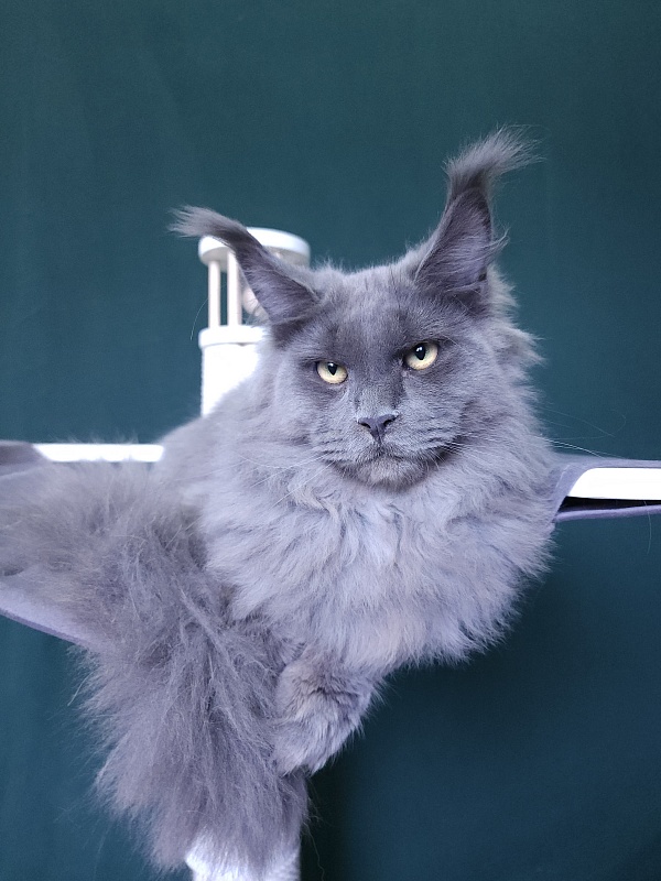 Diablo  Akbars - Kitten maine-coon 6 months 3 weeks