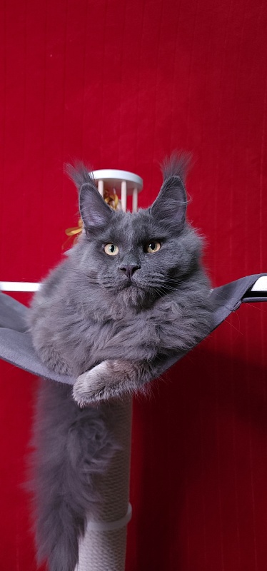 Diablo  Akbars - Kitten maine-coon 6 months