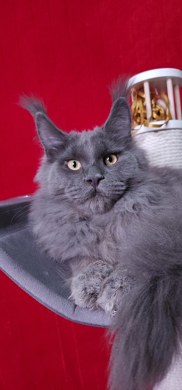 Diablo  Akbars - Kitten maine-coon 6 months