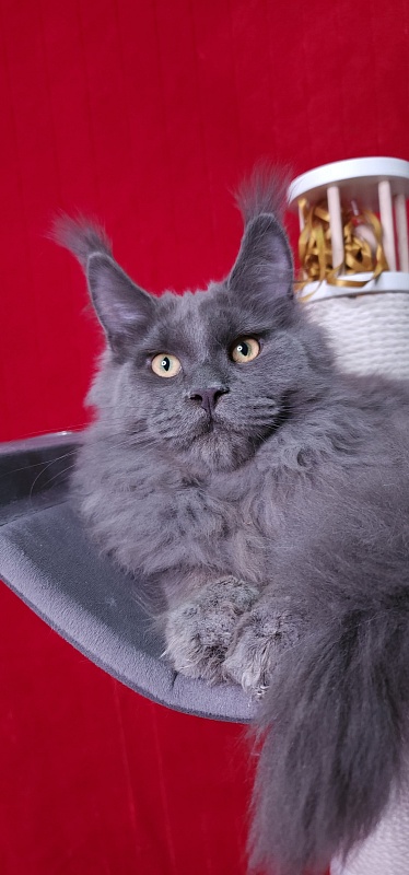 Diablo  Akbars - Kitten maine-coon 6 months