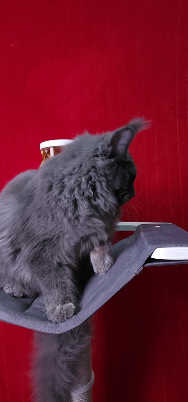 Diablo  Akbars - Kitten maine-coon 6 months