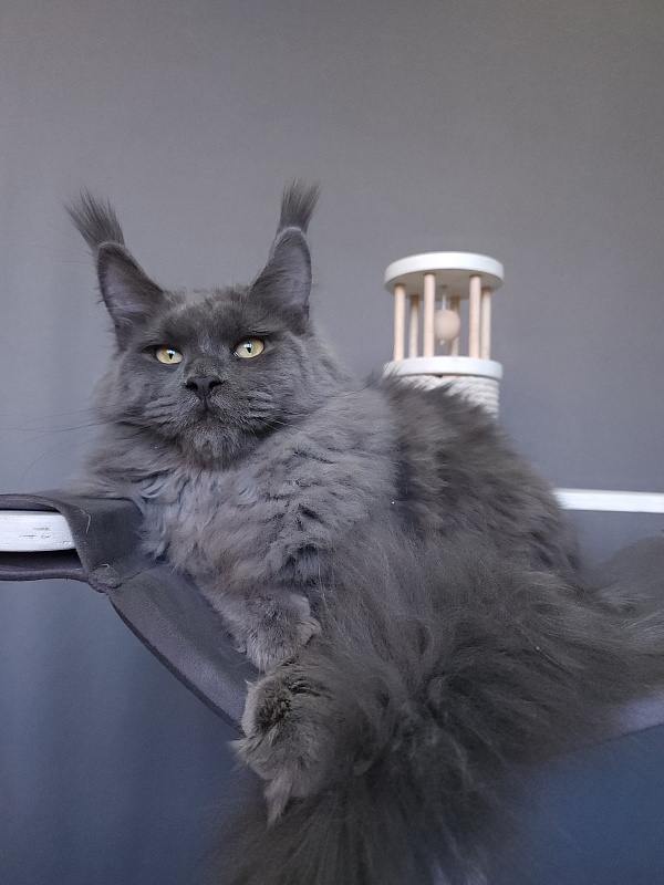 Diablo  Akbars - Kitten maine-coon 6.5 months