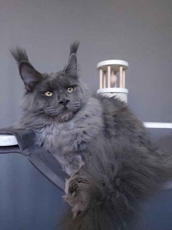 Diablo  Akbars - Kitten maine-coon 6.5 months